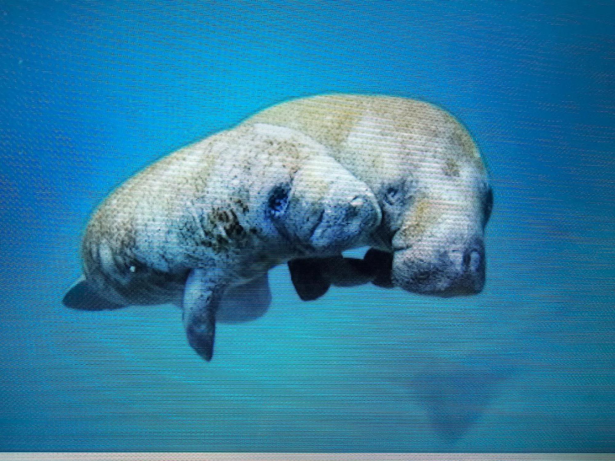 Manatee Watch Den Apartment Crystal River Exterior foto